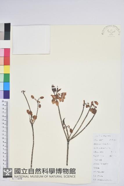 齒緣吊鐘花藏品圖，第1張