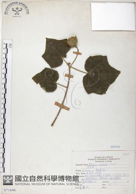 山芙蓉、臺灣山芙蓉、狗頭芙蓉藏品圖，第1張