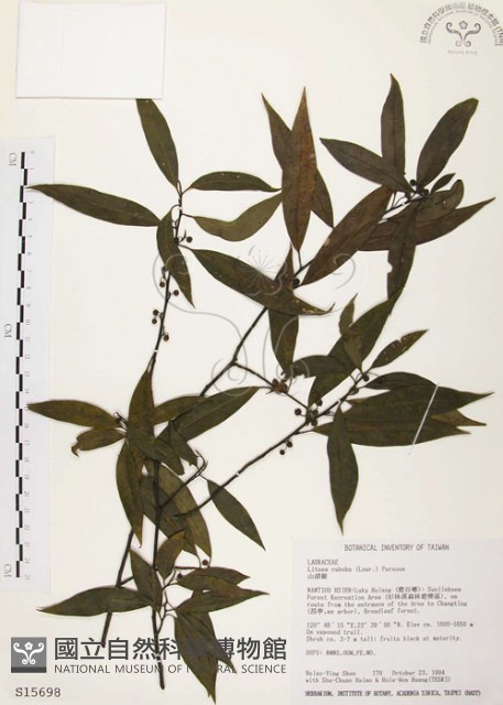 山胡椒藏品圖，第1張