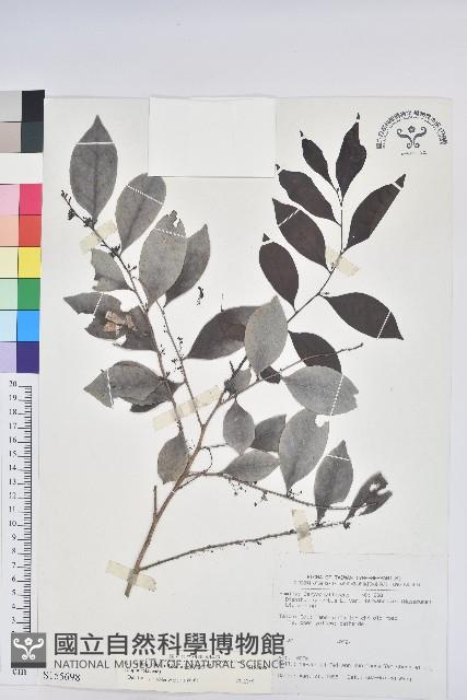 細葉饅頭果藏品圖，第1張