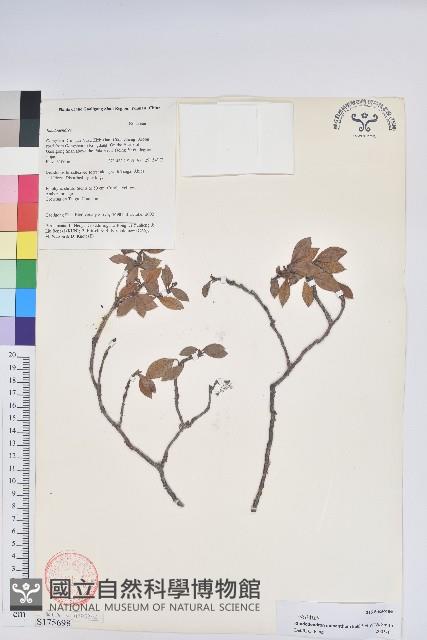 一朵花杜鵑藏品圖，第1張