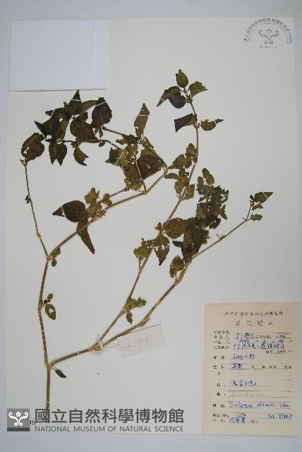 華九頭獅子草藏品圖，第1張