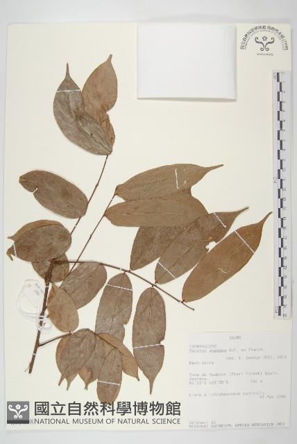 登錄號:S093698藏品圖，第1張