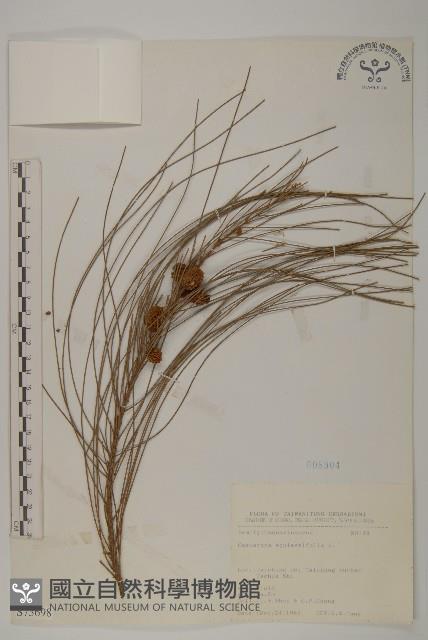 木麻黃藏品圖，第1張