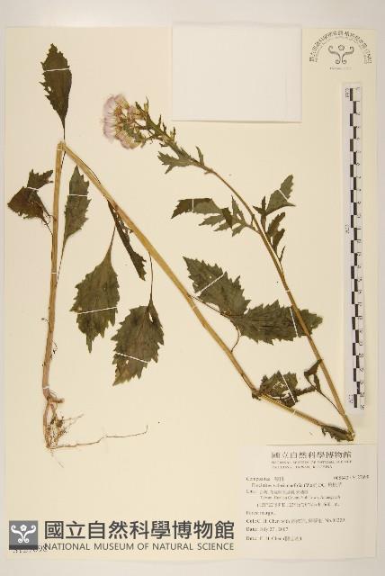 飛機草藏品圖，第1張