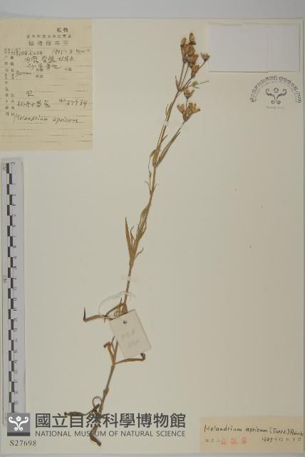 桃色女婁菜藏品圖，第1張