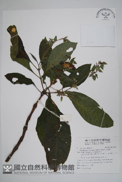 假酸漿藏品圖，第1張