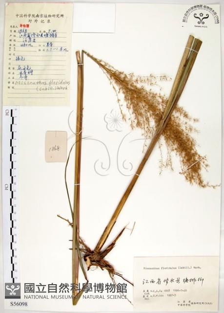 五節芒藏品圖，第1張