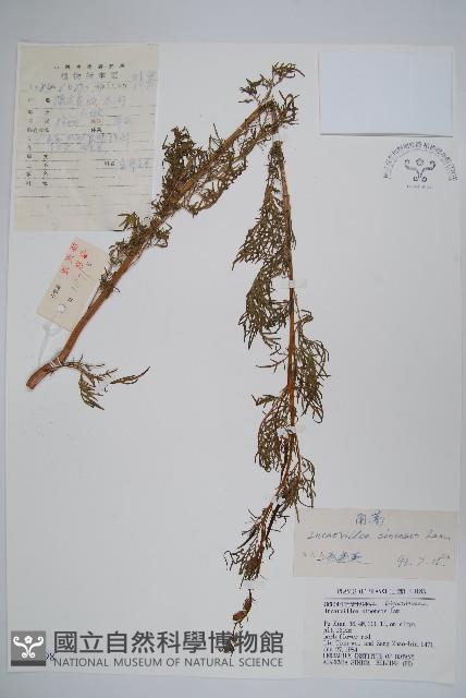 角蒿藏品圖，第1張