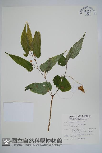 臺灣秋海棠藏品圖，第1張