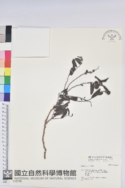 登錄號:S032098藏品圖，第1張