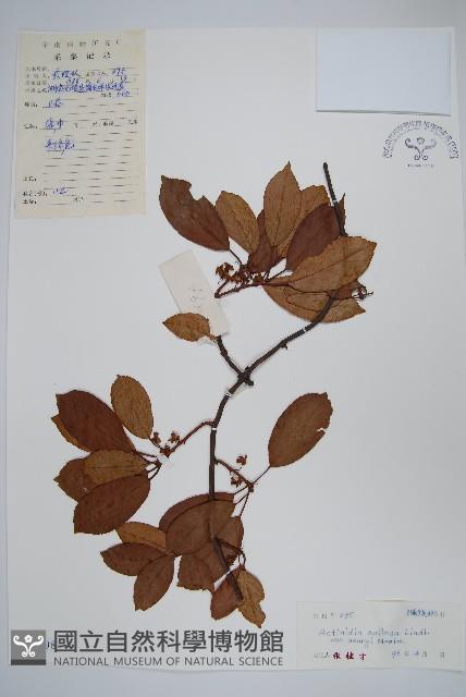 京梨獼猴桃藏品圖，第1張