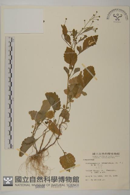 茯苓菜藏品圖，第1張