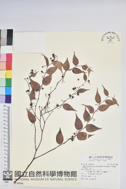 白珠樹藏品圖，第1張