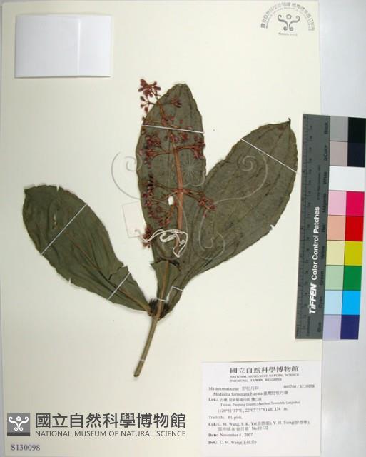 臺灣野牡丹藤藏品圖，第1張