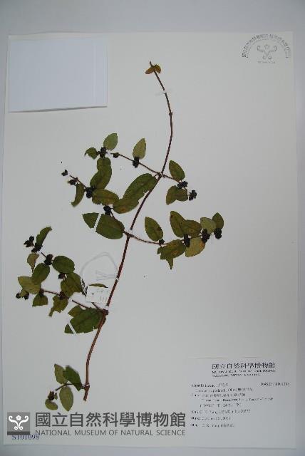 無梗忍冬藏品圖，第1張
