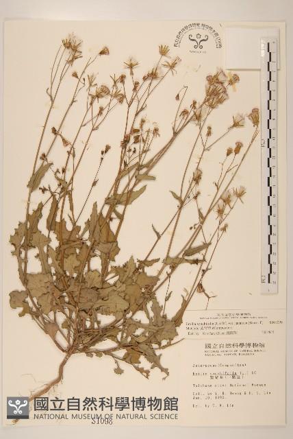 紫背草藏品圖，第1張