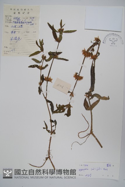 柳葉水蓑衣藏品圖，第1張