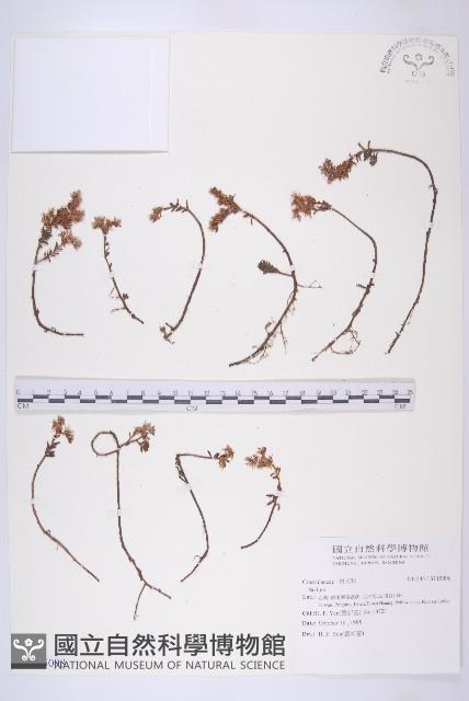 登錄號:S115098藏品圖，第1張