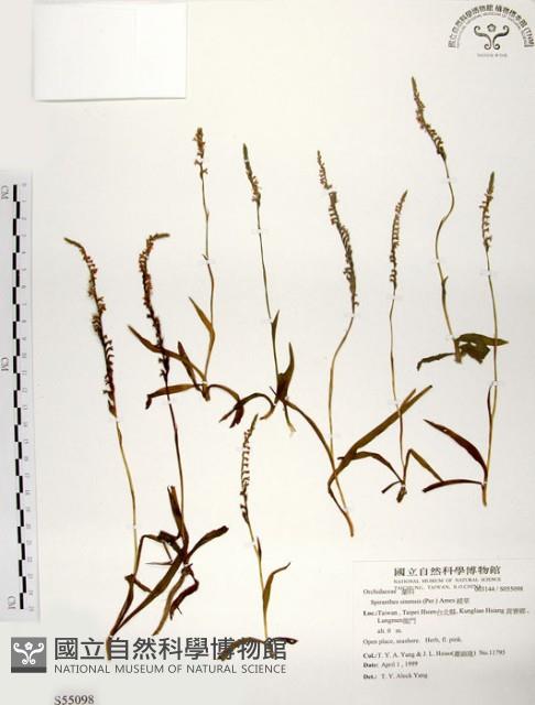 綬草藏品圖，第1張