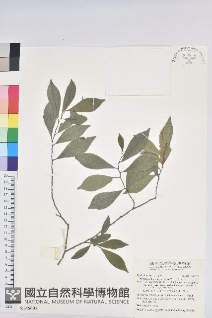 南仁五月茶藏品圖，第1張