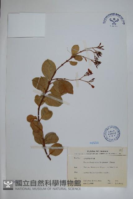 蘭嶼絡石藏品圖，第1張