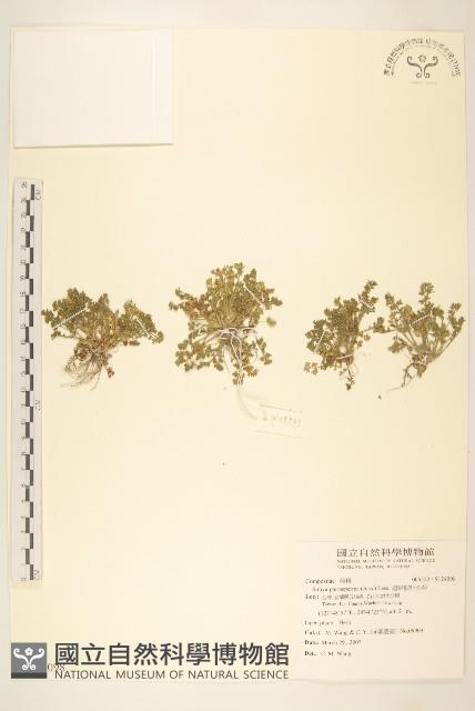 翅果假吐金菊藏品圖，第1張