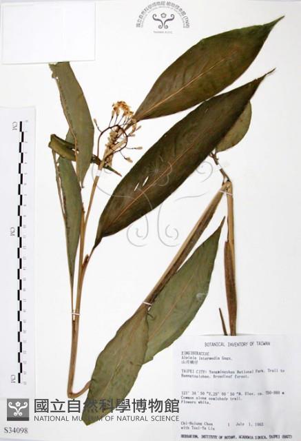 山月桃藏品圖，第1張