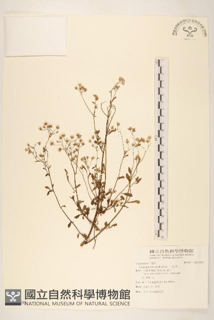 一枝香藏品圖，第1張