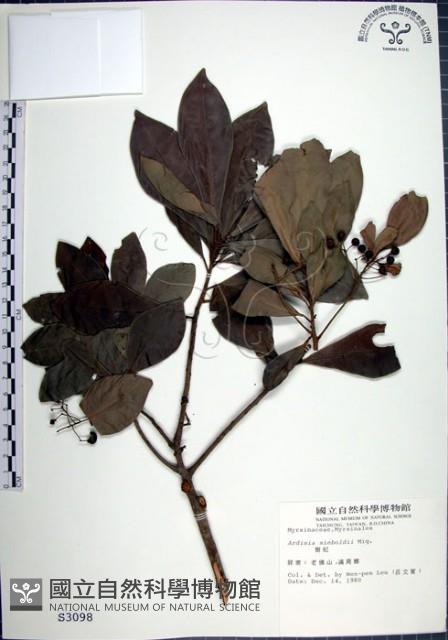 樹杞藏品圖，第1張