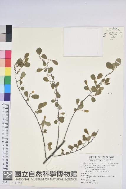 密花白飯樹藏品圖，第1張