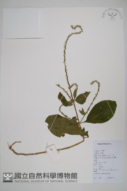 牛膝藏品圖，第1張