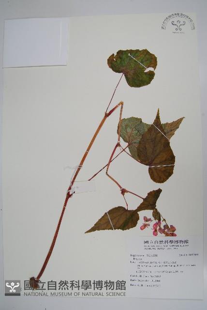 登錄號:S097098藏品圖，第1張