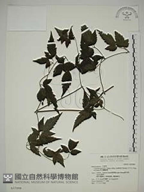 巴氏鐵線蓮藏品圖，第1張