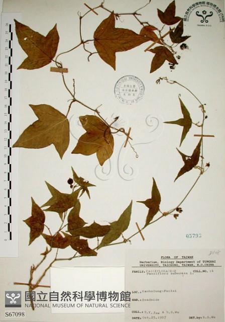 三角葉西番蓮藏品圖，第1張