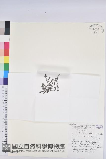 登錄號:S047098藏品圖，第1張