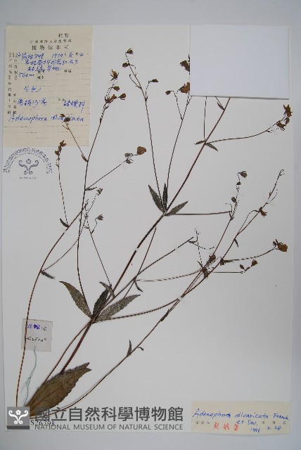 展枝沙參藏品圖，第1張