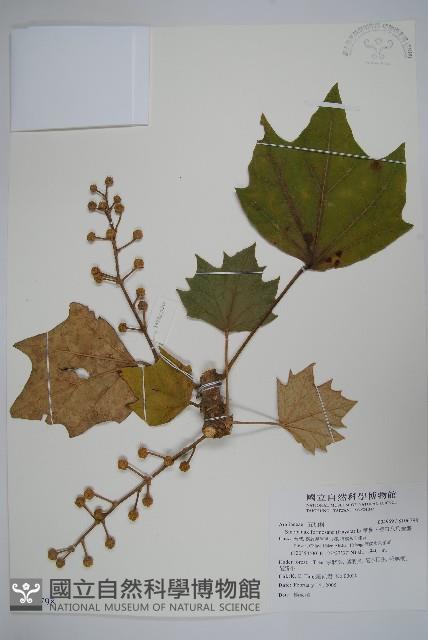 華參、裡白八角金盤藏品圖，第1張