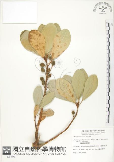 鵝鑾鼻蔓榕藏品圖，第1張