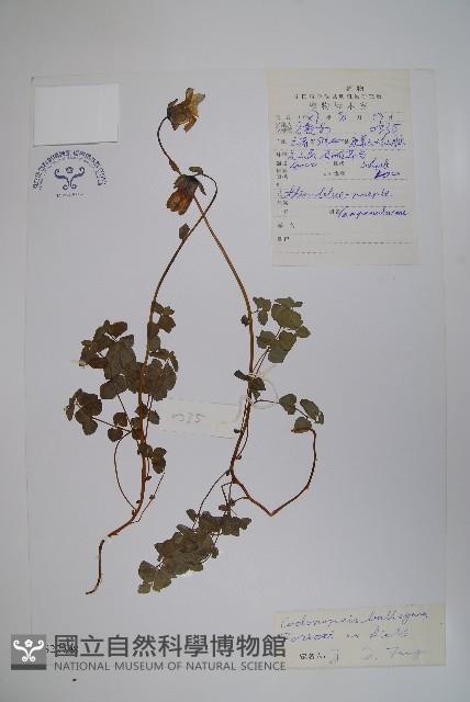 管鐘黨參藏品圖，第1張