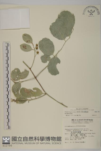 多花滇南蛇藤藏品圖，第1張