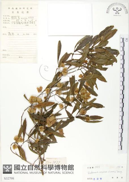 Switch Sorrel Collection Image