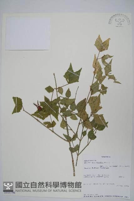 登錄號:S100798藏品圖，第1張