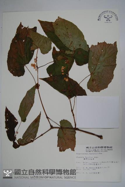 圓果秋海棠藏品圖，第1張