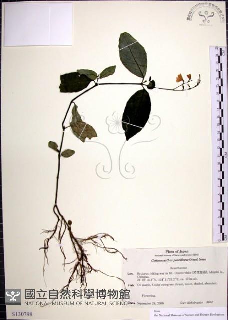 針刺草藏品圖，第1張