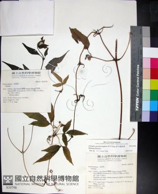 華中鐵線蓮藏品圖，第1張