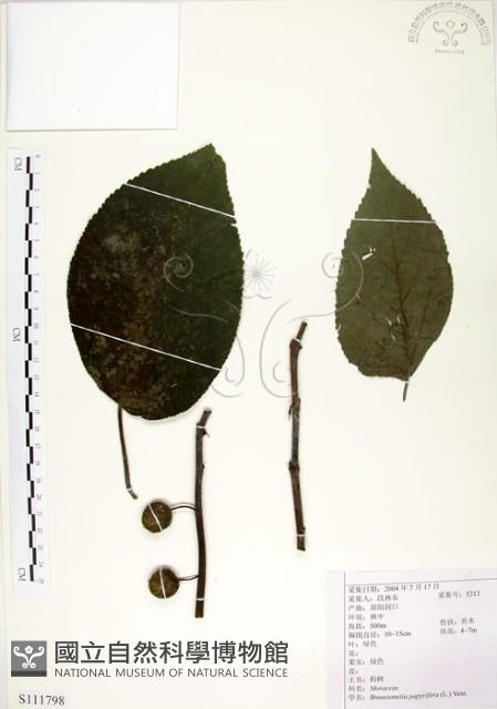 構樹藏品圖，第1張