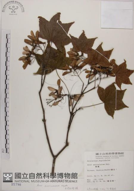 臺灣紅榨槭藏品圖，第1張