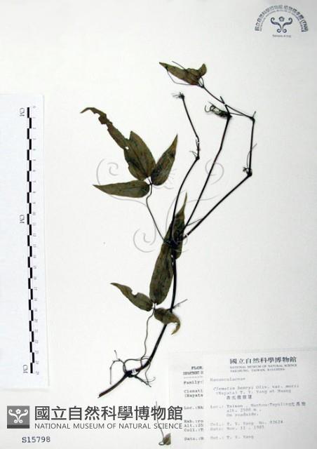 森氏鐵線蓮藏品圖，第1張