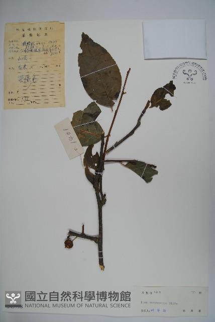 大果冬青藏品圖，第1張